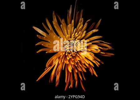 Bright orange and yellow Chrysanthemum Flower on a dark black background Stock Photo