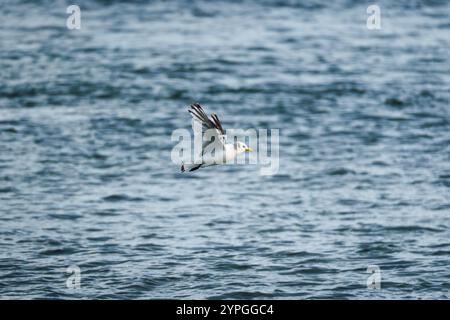 Northern fulmar or Seagull seabird flying low over the sea in summer at Iceland Stock Photo