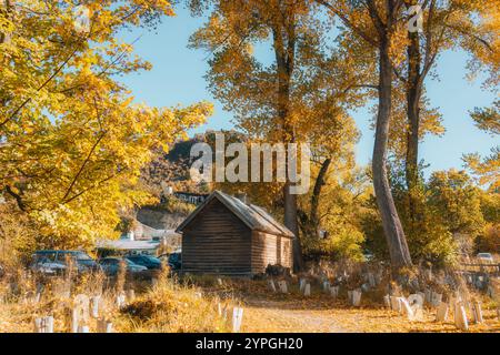 Beautiful old wooden hut under the yellow foliage tree during autumn in Arrowtown, New Zealand Stock Photo