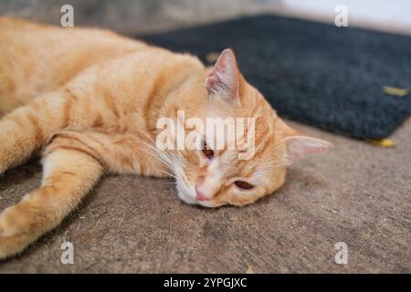 Cute orange cat with striped lying down on the floor at the home Stock Photo