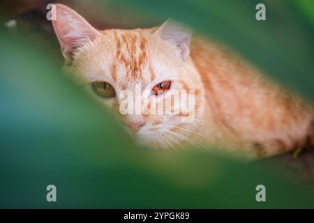 Cute orange cat with striped lying and gazing through green leaf Stock Photo