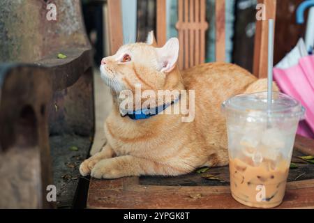 Adorable orange tabby cat lying on chair and curiously staring in park Stock Photo