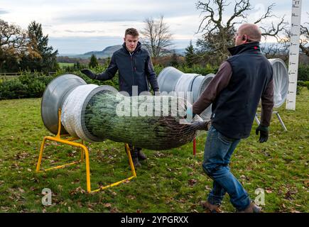 Farmer Willie Robertson and son wrap a Nordmann fir Christmas tree in netting, Beanston Farm, East Lothian, Scotland, UK Stock Photo