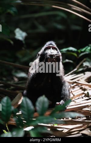 Young Celebes Crested Macaque, Macaca nigra, looking like praying in the forest of Tangkoko National Park, Sulawesi, Indonesia Stock Photo