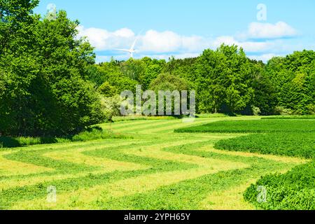 Hay field partially mowed in Mason County, Michigan, USA Stock Photo