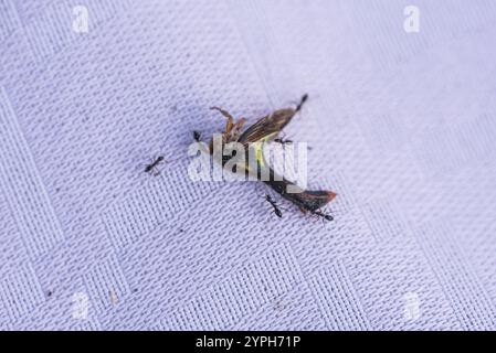 Dead Thorn Treehopper (Umbonia crassicornis) being attended by ants at ...