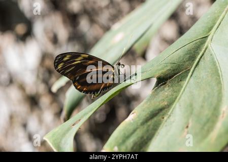 Perched Tiger Heliconian (Heliconius ismenius) on a leaf in Xalapa Botanical Gardens, Mexico Stock Photo