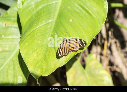 Perched Tiger Heliconian (Heliconius ismenius) on a leaf in Xalapa Botanical Gardens, Mexico Stock Photo