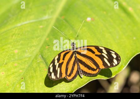 Perched Tiger Heliconian (Heliconius ismenius) on a leaf in Xalapa Botanical Gardens, Mexico Stock Photo