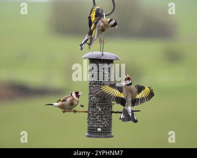 European Goldfinch (Carduelis carduelis), three adult birds fighting and squabbling over food, at bird feeding station Hesse, Germany, Europe Stock Photo