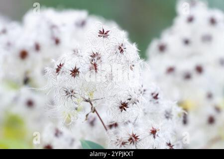 clematis vitalba fluffy white seeds of a common clematis in a park in late fall Stock Photo