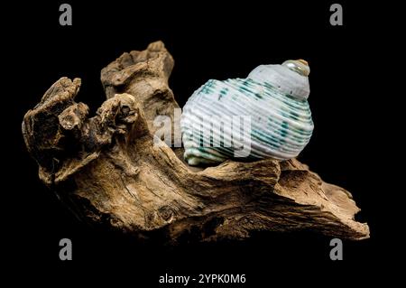 Green-Striped Marine Shell Turbo imperialis on Driftwood Stock Photo ...