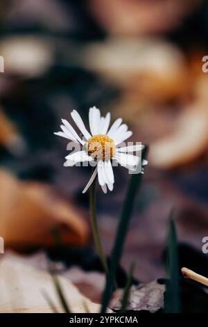 White single chamomile flower growing in an autumn park. The flower is breaking through the fallen leaves on the ground. Vertical floral background. Stock Photo