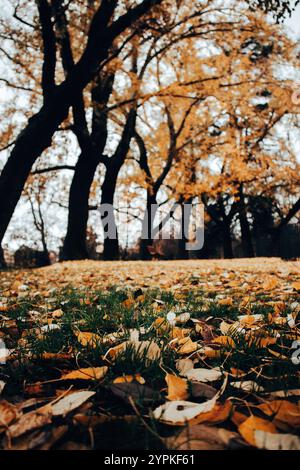 Black silhouettes of tree trunks with yellow foliage bottom up view. Tree crown in the fall season in October, November. Golden foliage in park forest Stock Photo