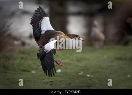 Egyptian goose coming in to land after flying around the pond at Bushy Park Surrey Stock Photo