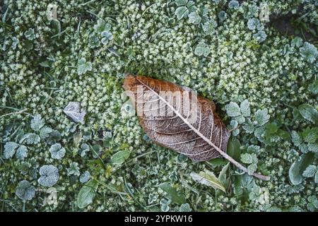 Brown fallen leaf covered with ice crystals lies in the frozen green moss in the hoarfrost, winter is coming in nature, copy space, top view from abov Stock Photo