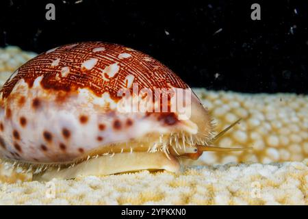 Map Cowry, Leporicypraea mappa, was previously known as Cypraea mappa. This is considered an economically important species in the Indo-West Pacific, Stock Photo