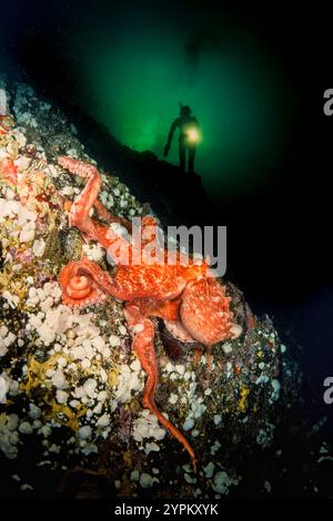 A giant Pacific octopus, Enteroctopus dolfleini, and a diver (MR) on a wall in British Columbia, Canada. Stock Photo