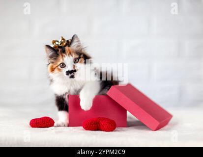 cute fluffy kitten in a red gift box with a bow on his head sits on a white background Stock Photo