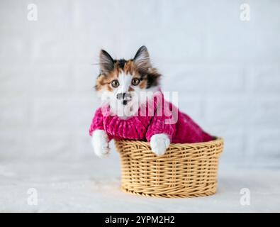 cute fluffy kitten in pink sweater sits in wicker basket on white background Stock Photo