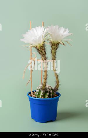 Small Easter lily cactus with two large flowers. Echinopsis subdenudata in bloom over green background. Potted domino cactus. Beautiful blossom. Stock Photo