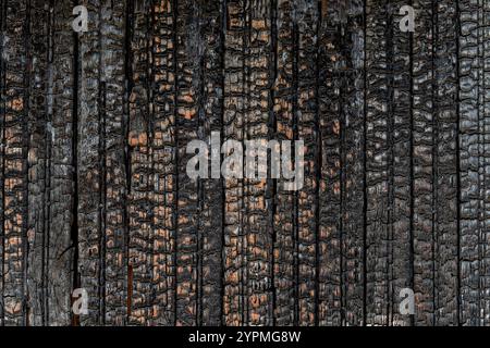 Burnt wooden wall texture of black and orange colors. Detailed background of charred vertical wooden planks became black by heat and fire. Full frame. Stock Photo