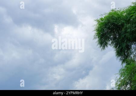 Dark grey clouds background Cumulonimbus with bamboo on the left side. Rainy season Stock Photo