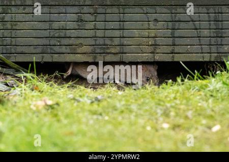 Brown rat (rattus norvegicus) hiding underneath decking in uk garden Stock Photo