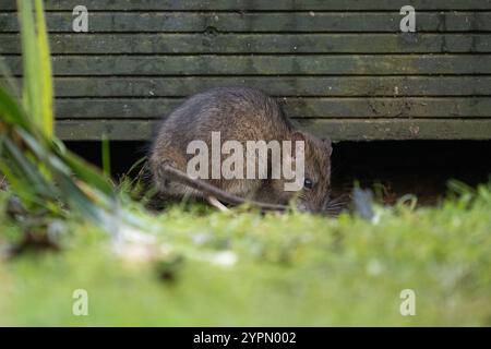 Rat eating bird food that has been dropped from bird feeder hanging in tree next to garden decking - UK Stock Photo