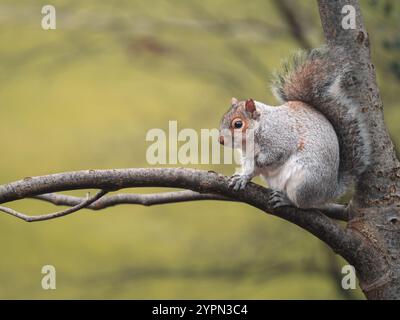 Squirrel on a branch Stock Photo