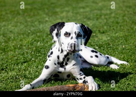 Dalmatian dog outdoors in summer Stock Photo