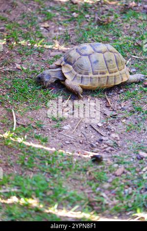 European land turtle moving on grass Stock Photo