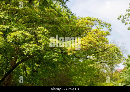 Tranquil Park Landscape Bathed in Morning Sunlight Stock Photo