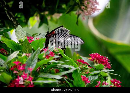 a butterfly sitting on a blossom Stock Photo