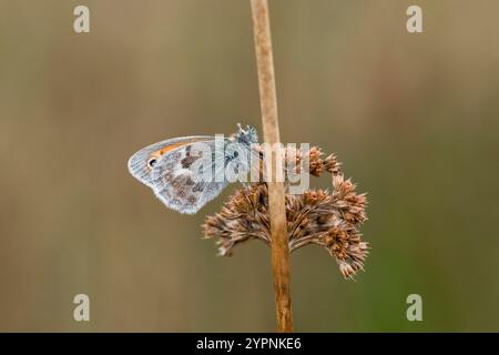 Small Heath Butterfly; Coenonympha pamphilus; Underwing; UK Stock Photo