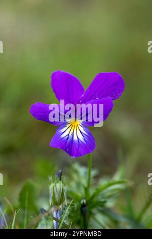 Wild Pansy; Viola tricolor; Flower; UK Stock Photo