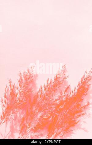 Bright peach fuzz pampas grass arrangement with shadows on pastel pink backdrop, vertical Stock Photo