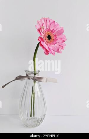 Single pink gerbera daisy in an elegant glass vase with a ribbon, minimalist and stylish Stock Photo
