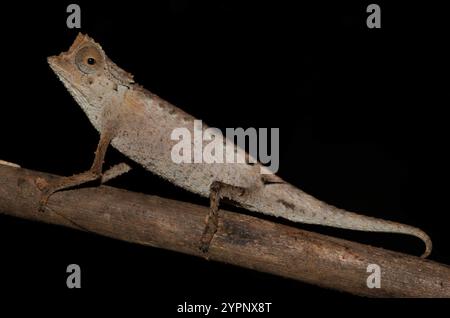 Plated Leaf Chameleon (Brookesia stumpffi) Stock Photo