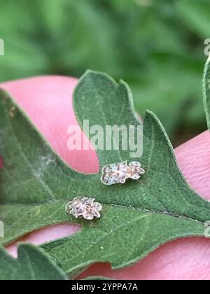 Chrysanthemum Lace Bug (Corythucha marmorata) Stock Photo