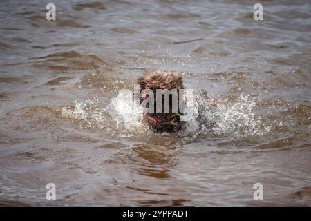 Brown springerpoo dog in Virginia Water Stock Photo - Alamy