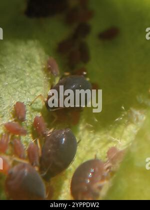 Pear grass aphid (Melanaphis pyraria). A colony of wingless insects on ...