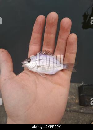 Pinfish (Lagodon rhomboides Stock Photo - Alamy