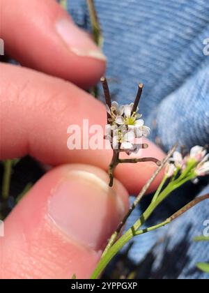 Sand Bittercress (Cardamine parviflora Stock Photo - Alamy