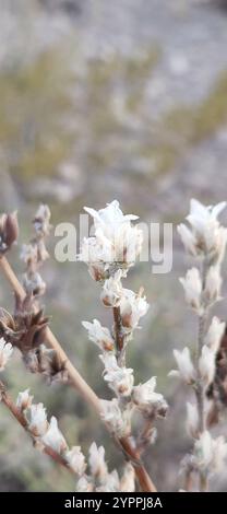 Texas False Agave (Hechtia texensis) Stock Photo