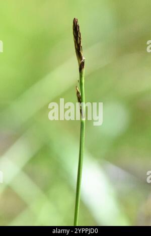 Long-stolon Sedge (Carex inops Stock Photo - Alamy