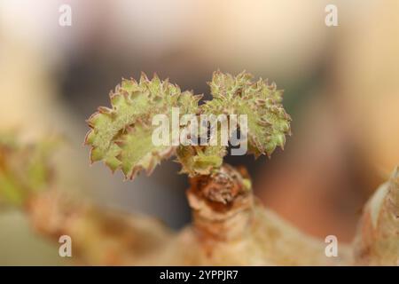 Cyphostemma uter hi-res stock photography and images - Alamy