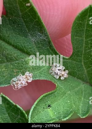 Chrysanthemum Lace Bug (Corythucha marmorata) Stock Photo