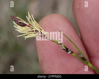 Long-stolon Sedge (Carex inops Stock Photo - Alamy