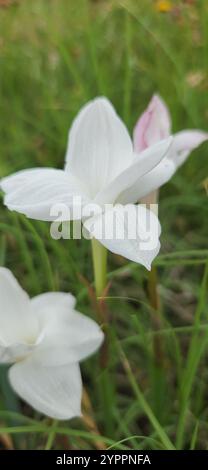 Drummond's rain lily (Zephyranthes drummondii Stock Photo - Alamy